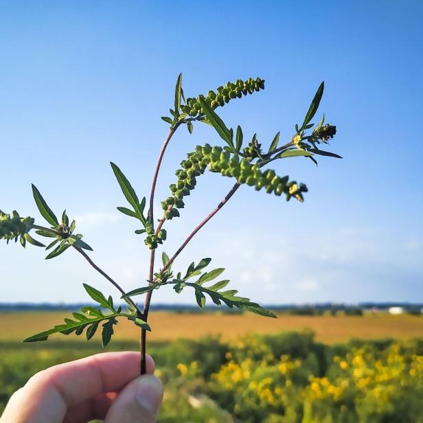 Eine Hand hält einen grünen Pflanzenzweig mit länglichen Blättern und kleinen Blüten vor einer Sommerlandschaft.