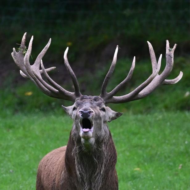 Ein Rothirsch brüllt mit weit geöffnetem Maul auf einer grünen Wiese.