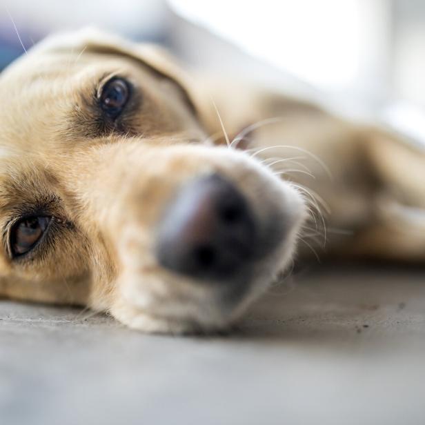Ein großer Hund liegt matt am Boden.