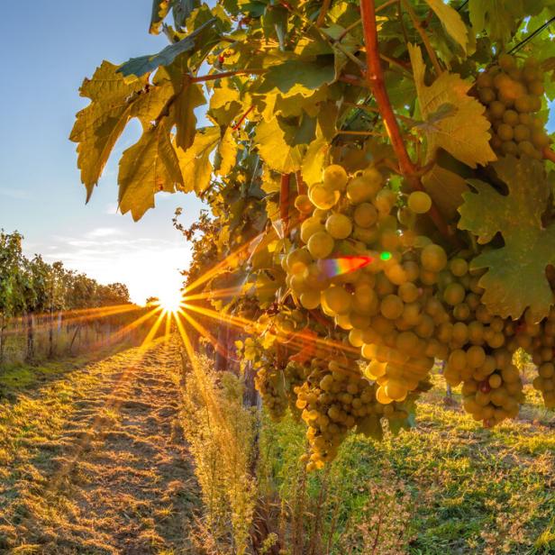 Goldener Sonnenuntergang über Weinbergen in der Wachau (UNESCO-Weltkulturerbe), Niederösterreich, Österreich.