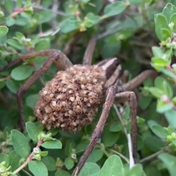 Wolfsspinnen mit Babys auf dem Rücken: Viele Berichte auch in Österreich.
