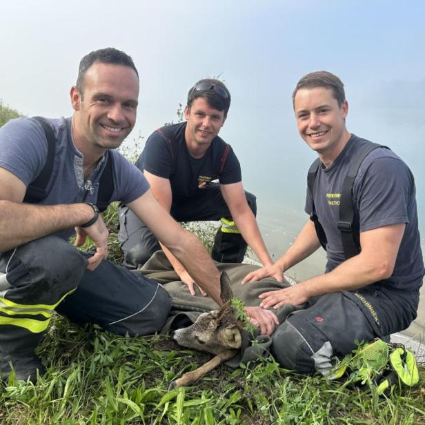 Tierrettung Ernsthofen