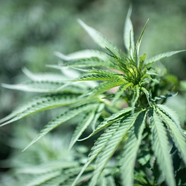 Morocco legalizes cannabis cultivation for medicinal and industrial use