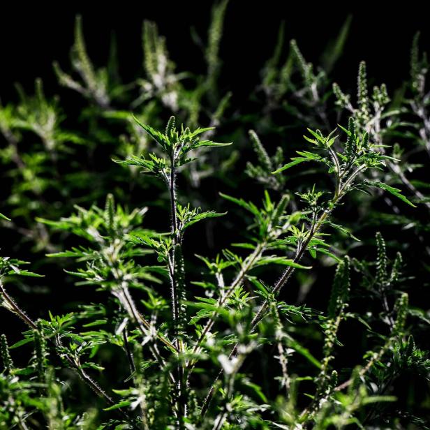 Ragweed