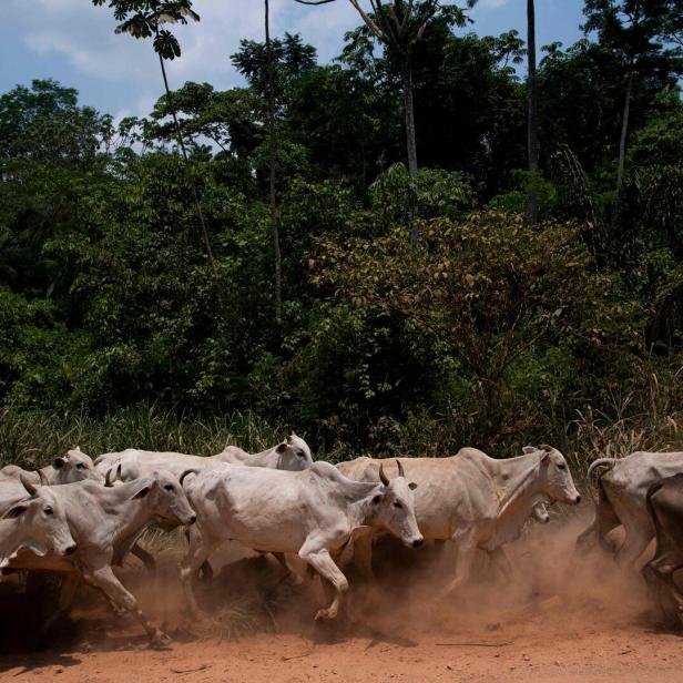 FILES-BRAZIL-ENVIRONMENT-AMAZON