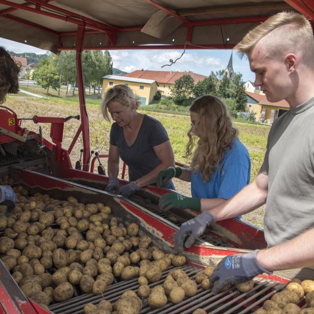 Vier Personen sortieren auf einem Feld mit Handschuhen frisch geerntete Kartoffeln auf einer Maschine.