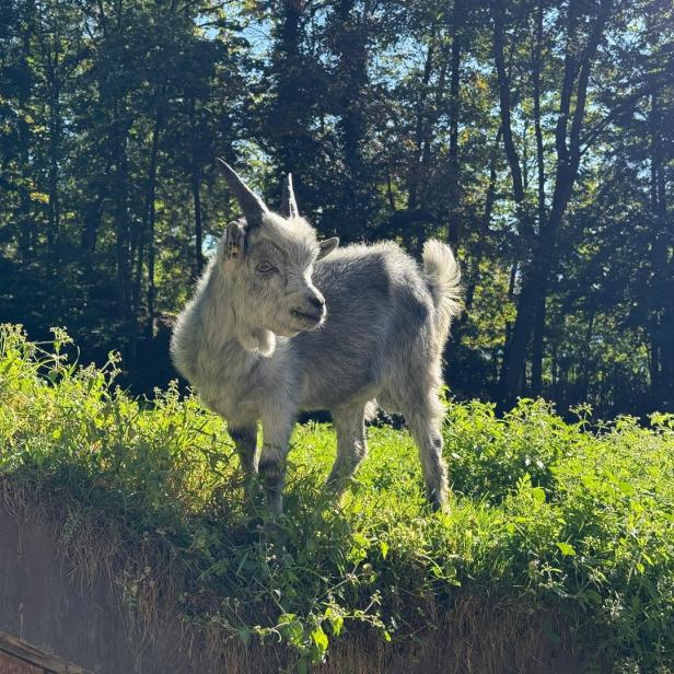 Ein junger Ziegenbock steht auf einer Wiese