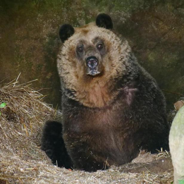 Bär Mark sitzt in seiner mit Stroh ausgelegten Höhle in Arbesbach und schaut in die Kamera.