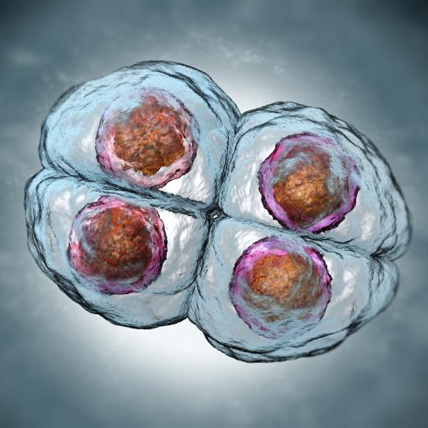Mitosis. Four