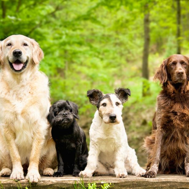 Vier Hunde unterschiedlicher Rasse sitzen nebeneinander im Wald.