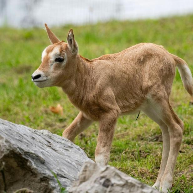 Ein junges, hellbraunes Antilopenkalb mit kleinen Hörnern steht auf einer Wiese neben einem großen Stein.