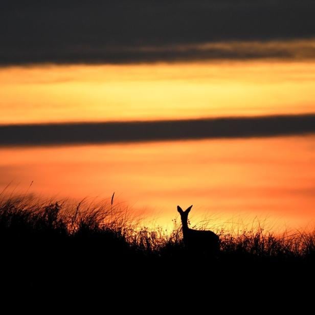 Nordseeinsel Juist