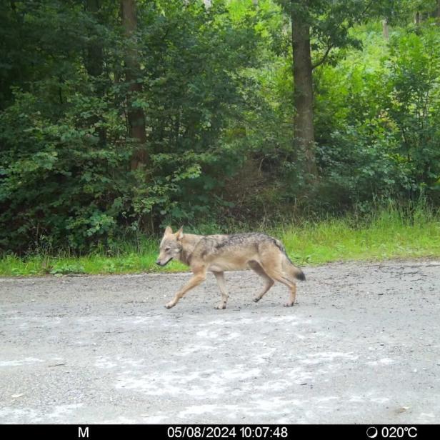 Ein Wolf läuft einen von Bäumen umgebenen Weg entlang.