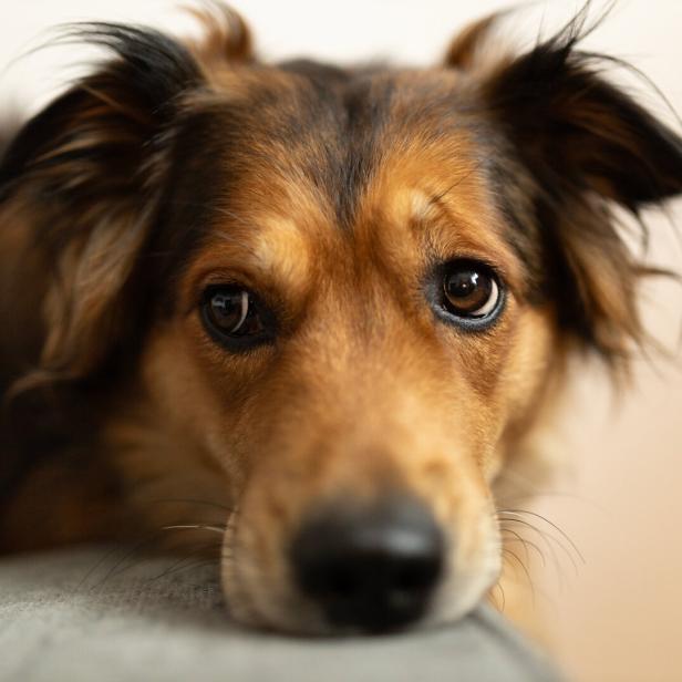 Ein Golden Retriever-Mischling schaut mit traurigem Blick in die Kamera.