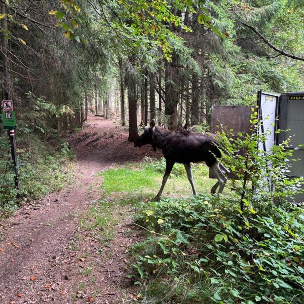 Elch Emil im Böhmerwald