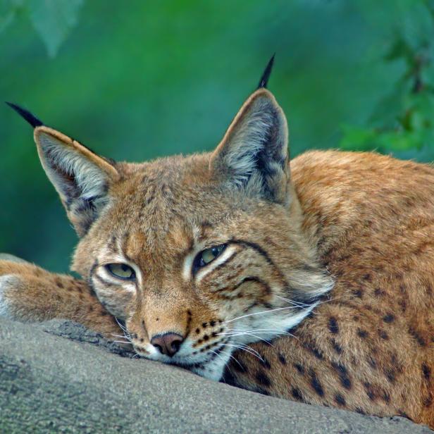 Ein Luchs liegt auf einem Baumstamm.