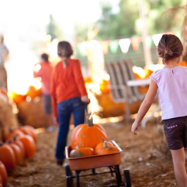 Cute Little Girls Pulling Their Pumpkins In A Wagon