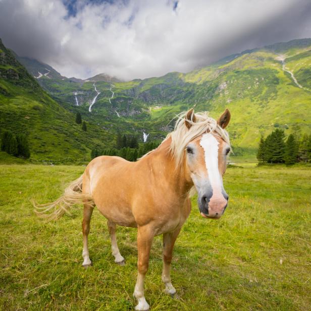Ein Haflinger steht in einer Alpinen Landschaft.