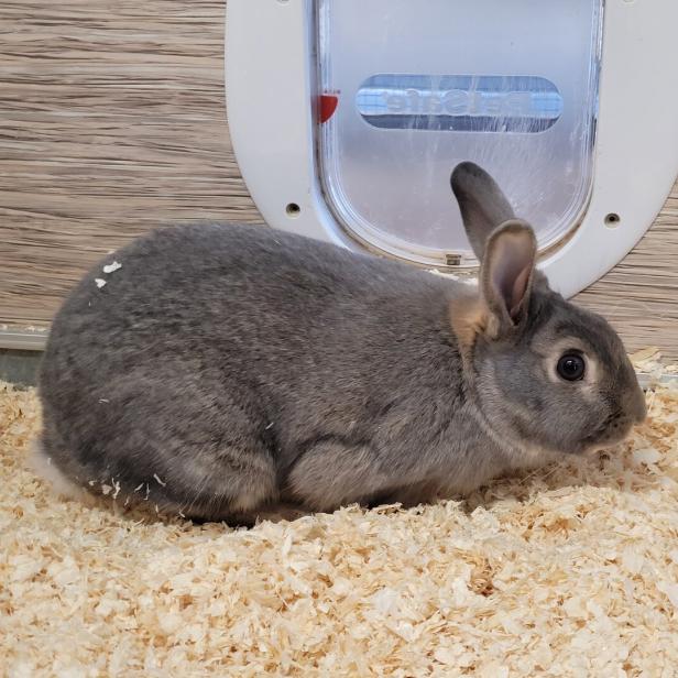 Graues Kaninchen kauert auf dem Boden und frisst.
