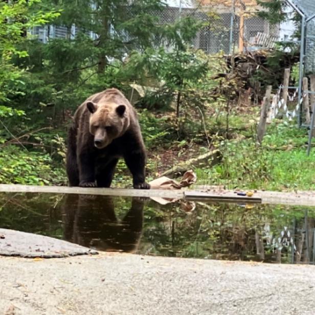 Der Bär Felix bei seinem Teich im Bärenwald Arbesbach.