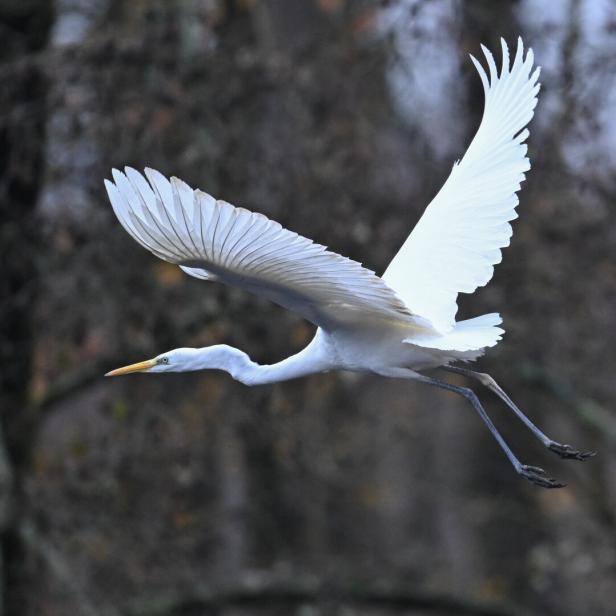 Ein Silberreiher fliegt nahe entlaubter Bäume.