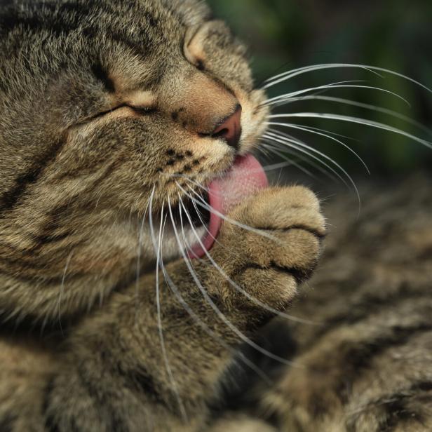 Eine braune Tigerkatze schleckt sich die Pfote ab.