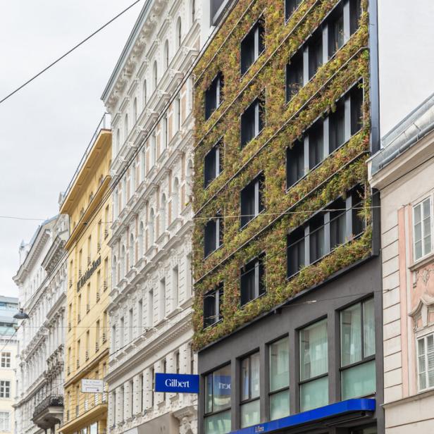Fassadenbegrünung  beim Hotel Gilbert in Wien Neubau.