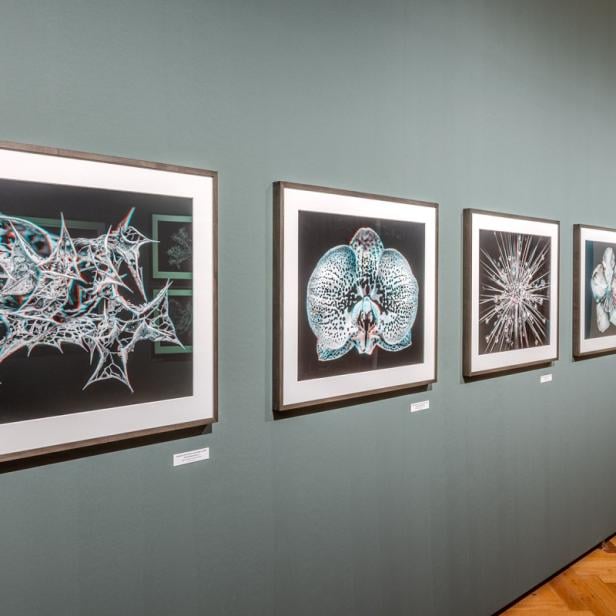 3D-Fotgrafien von Pflanzen im NHM Wien 