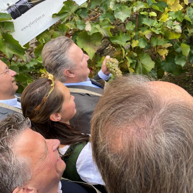 Bürgermeister Michael Ludwig und andere Menschen bei der Weinlese.