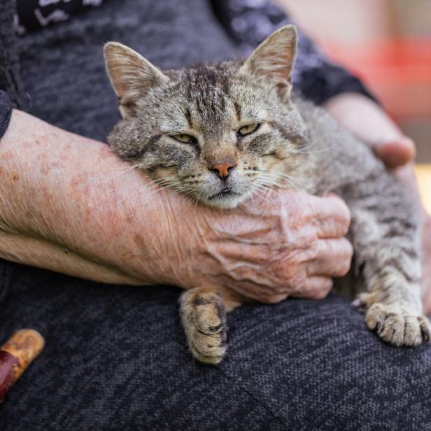 Eine Katze liegt zufrieden auf dem Schoß einer alten Frau.