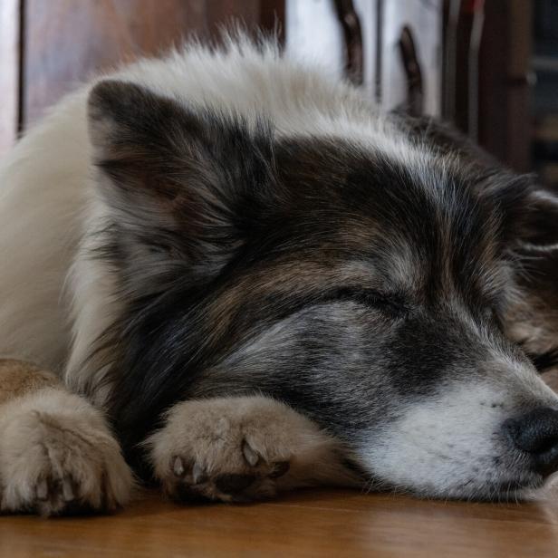 Ein alter Hund liegt mit geschlossenen Augen am Wohnzimmerboden.
