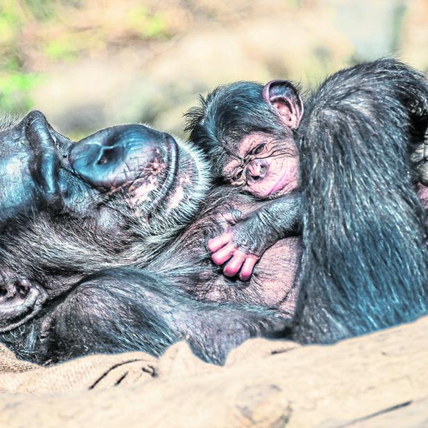 Ein Schimpansenbaby liegt auf dem Bauch der Mutter.
