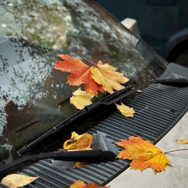 Buntes Laub klebt auf der Windschutzscheibe eines Autos
