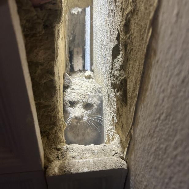 Staubbedeckte Katze steckt in Mauerspalt fest