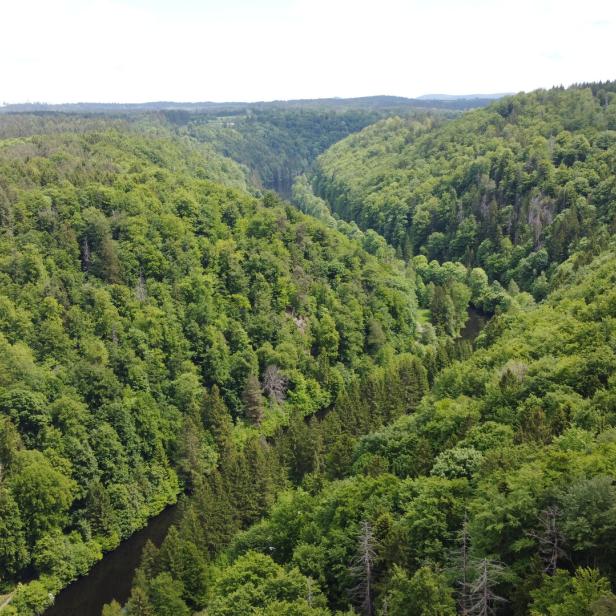Ein dicht bewaldetes Tal mit einem Fluss, der sich zwischen den grünen Hügeln hindurchschlängelt.