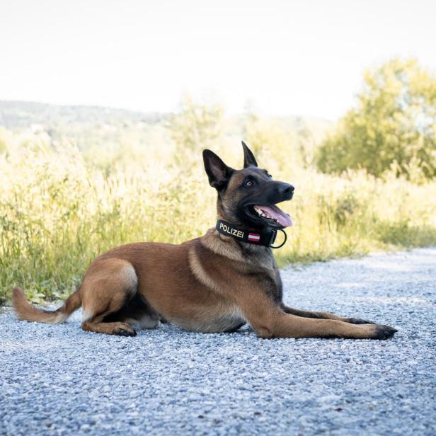 Polizeihund "Loki", ein belgischer Schäfer.