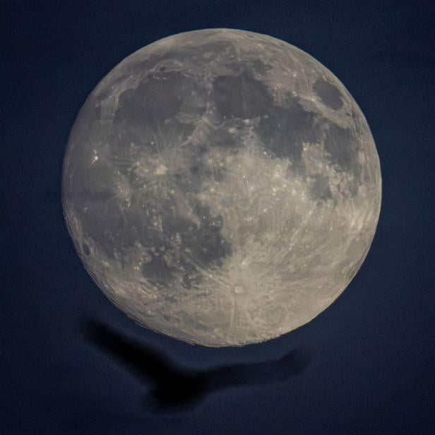 Vollmond am Nachthimmel mit dem Schatten eines fliegenden Vogels im Vordergrund.