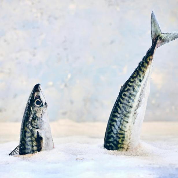 Zwei Fische stecken senkrecht im Eis, eine mit Kopf, die andere mit Schwanzflosse nach oben.