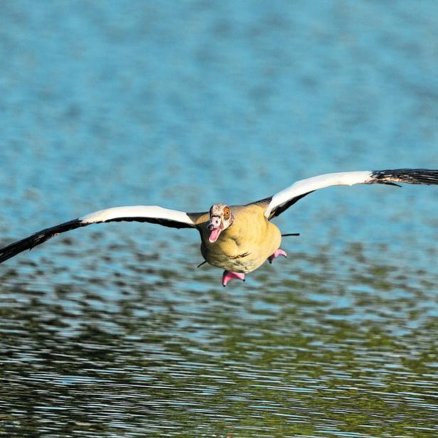Eine Nilgans segelt mit ausgebreiteten Flügeln über das Wasser.