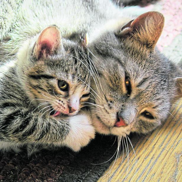 Eine Katzenmutter kuschelt mit ihrem Jungen.