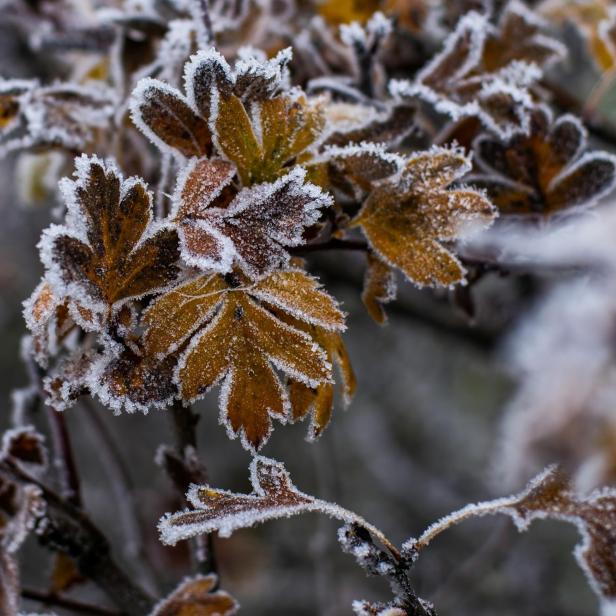 Blätter im Winterfrost