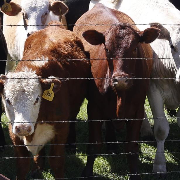 Cows infected with bird flu in multiple US states