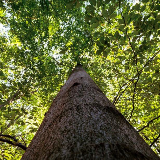 Blick nach oben in die Baumkrone eines hohen Baumes, umgeben von grünem Laub und blauem Himmel.