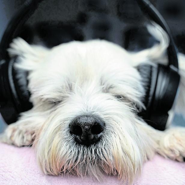 Ein weißer Hund liegt entspannt mit Kopfhörern auf der Decke.