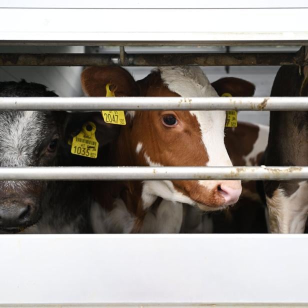 Mehrere Kälber mit Ohrmarken stehen eng hinter Metallgittern in einem Transporter.
