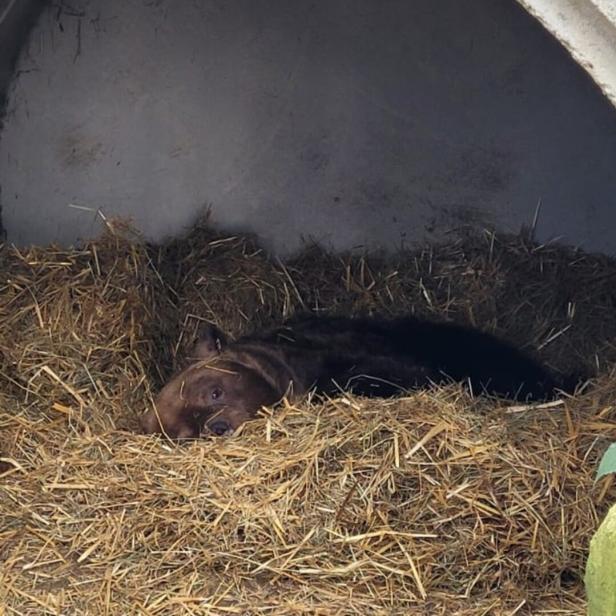 Bär Felix schläft in seiner Höhle in mitten von Stroh.