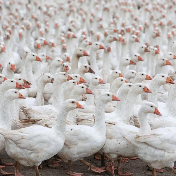 Vogelgrippe-Fall im Burgenland