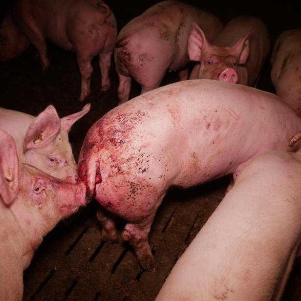 Trotz AMA-Gütesiegels: Mastbetrieb wegen Tierquälerei angezeigt