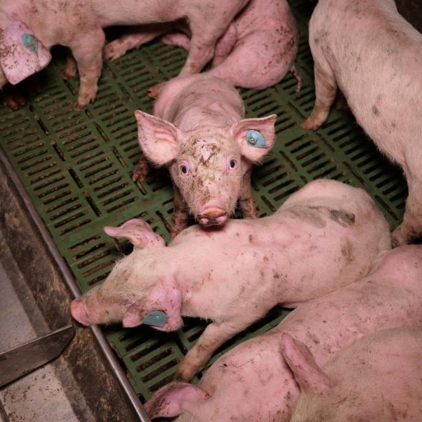 Schweinemast Gut Hardegg