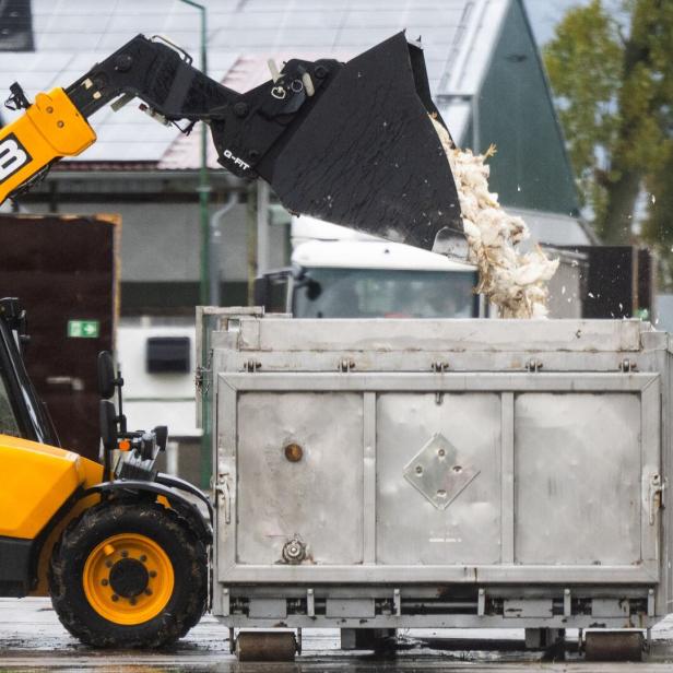 Vogelgrippe in Brandenburg